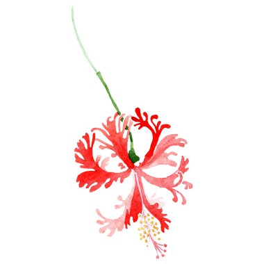 Kırmızı hibiscus botanik çiçek. Suluboya arka plan illüstrasyon küme. Suluboya çizim moda aquarelle izole.