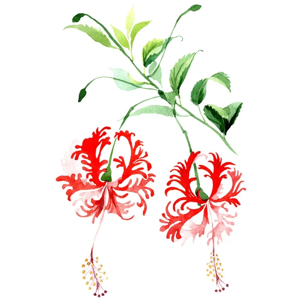 Flor botánica de hibisco rojo. Conjunto de ilustración de fondo acuarela. Acuarela dibujo moda aquarelle aislado . — Foto de Stock