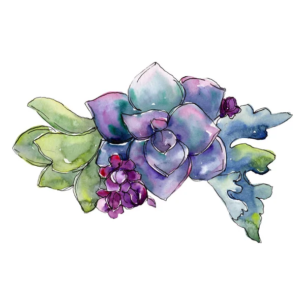 Profumo di fiori viola succulento. Acquerello sfondo illustrazione set. Acquerello disegno moda acquerello isolato . — Foto Stock