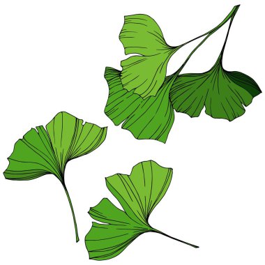 Vektör izole ginkgo illüstrasyon öğesi. Yeşil yaprak. Botanik Bahçe çiçek bitki örtüsü bitki. Yeşil oyulmuş mürekkep sanat.