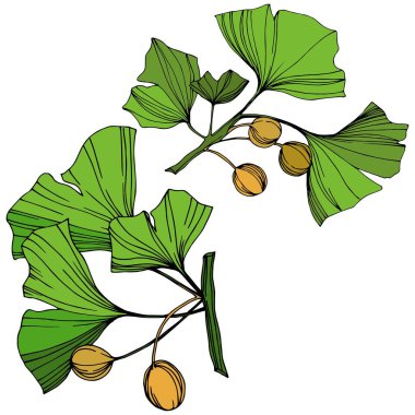 Vektör izole ginkgo illüstrasyon öğesi. Yeşil yaprak. Botanik Bahçe çiçek bitki örtüsü bitki. Yeşil oyulmuş mürekkep sanat.