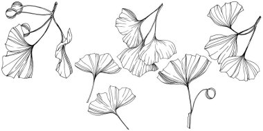 Vektör izole ginkgo illüstrasyon öğesi. Yaprak bitki botanik bahçesi yeşillik. Siyah ve beyaz mürekkep sanat kazınmış.