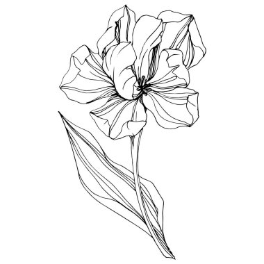 Vektör Tulip siyah ve beyaz mürekkep sanat kazınmış. Botanik çiçek. İzole lale illüstrasyon öğesi.