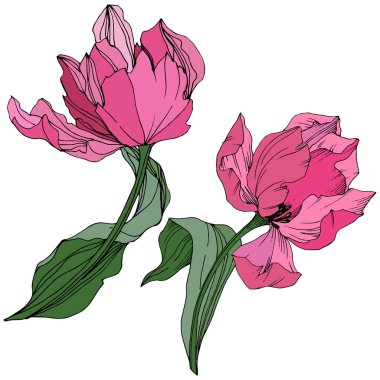 Vektör Tulip mürekkep sanat kazınmış. Botanik çiçek. Bahar yaprak kır çiçeği. İzole lale illüstrasyon öğesi.