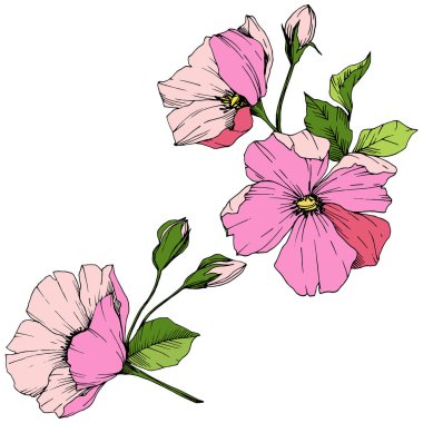 Vektör pembe rosa canina. Botanik çiçek. Oyulmuş mürekkep sanat. İzole rosa canina illüstrasyon öğesi.