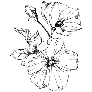 Vektör Rosa canina çiçek. Siyah ve beyaz mürekkep sanat kazınmış. İzole rosa canina illüstrasyon öğesi.