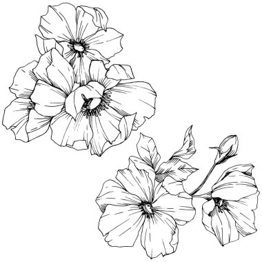 Vektör Rosa canina çiçek. Siyah ve beyaz mürekkep sanat kazınmış. İzole rosa canina illüstrasyon öğesi.