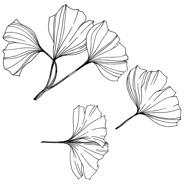 Vektorisoliertes Ginkgo Illustrationselement Blattpflanze Botanischer Garten Florales Laub Schwarz Weiß — Stockvektor