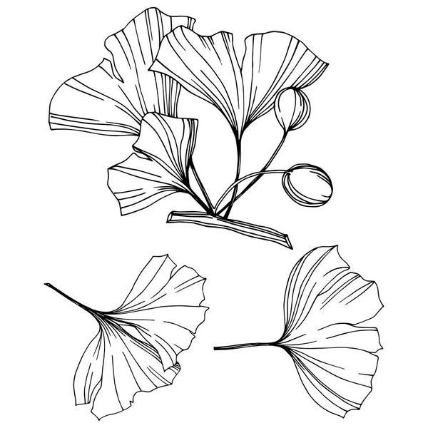 Απομονωμένη ginkgo εικονογράφηση στοιχείο του διανύσματος. Βοτανικός Κήπος του φυλλώματος φύλλων φυτό. Μαύρο και άσπρο χαραγμένο μελάνι τέχνης. — Διανυσματικό Αρχείο