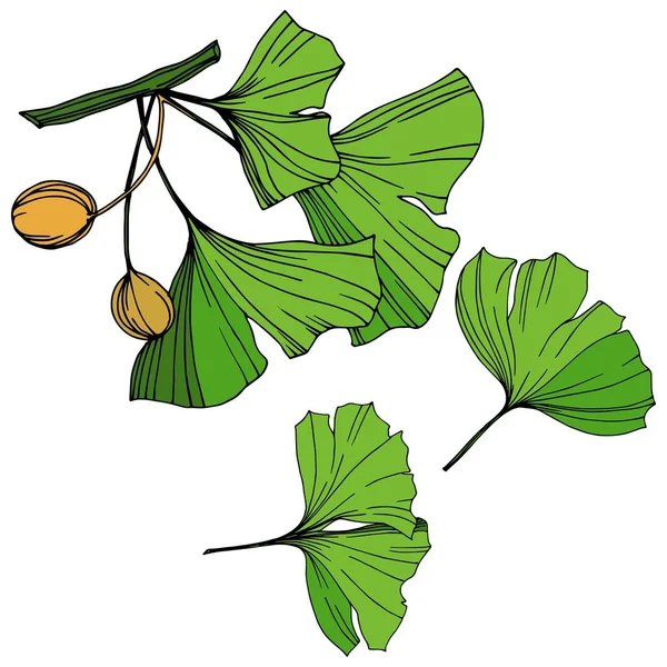 Isolerade ginkgo illustration vektorelement. Grönt blad. Plantera botaniska trädgård blommig bladverk. Gröna graverade bläck konst. — Stock vektor