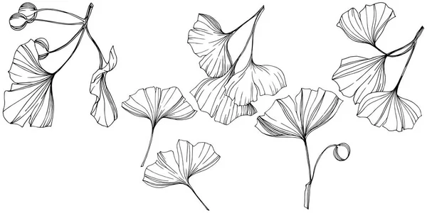 Vector Isolated ginkgo illustration element. Follaje botánico de la planta de la hoja. Arte de tinta grabada en blanco y negro . — Archivo Imágenes Vectoriales