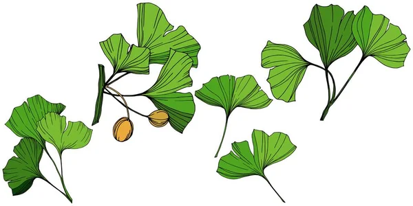 Vector Isolated ginkgo illustration element. Hoja verde. Planta botánica jardín follaje floral. Arte de tinta grabada verde . — Vector de stock