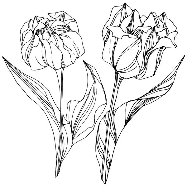 Vektör Tulip siyah ve beyaz mürekkep sanat kazınmış. Botanik çiçek. İzole lale illüstrasyon öğesi.