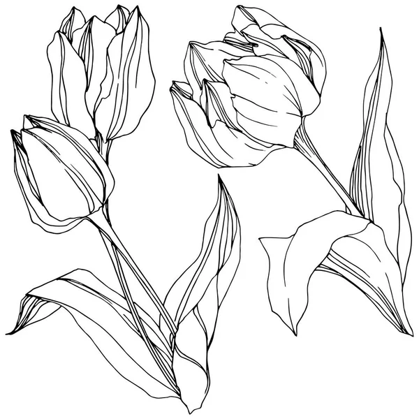 Vector Tulip Encre gravée en noir et blanc. Fleur botanique florale. Élément d'illustration de tulipes isolé . — Image vectorielle