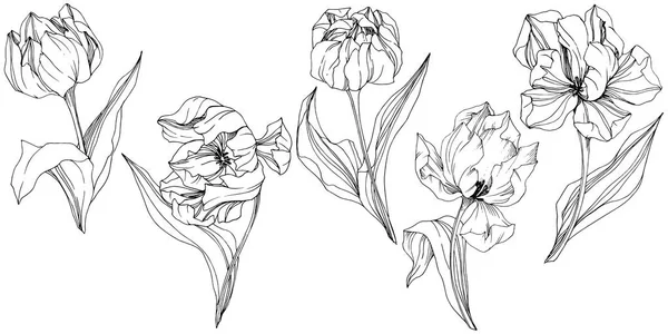 Vector Tulipán Tinta grabada en blanco y negro art. Flor botánica floral. Elemento de ilustración de tulipán aislado . — Vector de stock