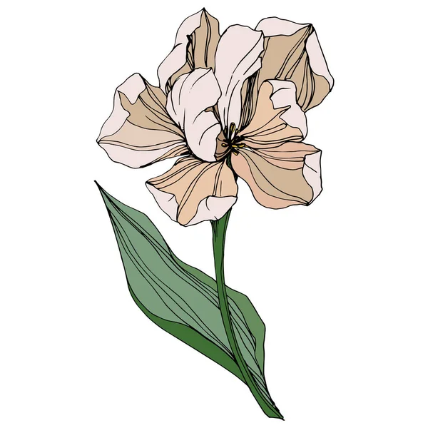Vetor Tulipa gravada arte da tinta. Floral flor botânica. Folha de primavera flor silvestre. Isolado elemento ilustração tulipa . — Vetor de Stock
