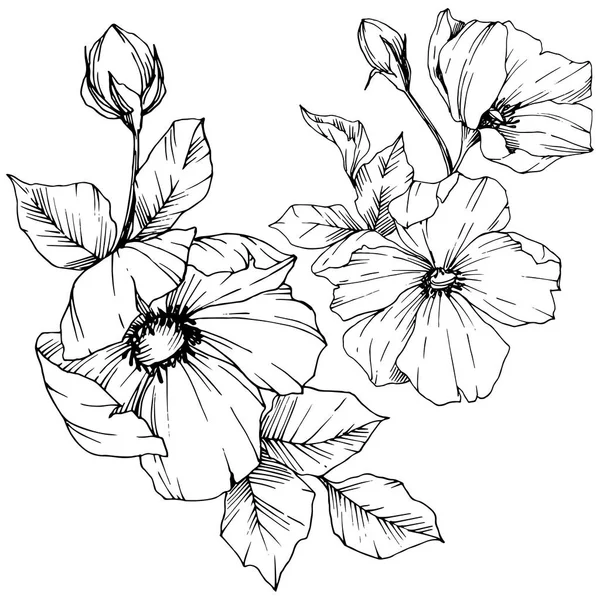 Vector Rosa flor de canina. Tinta grabada en blanco y negro. Elemento aislado rosa canina ilustración . — Archivo Imágenes Vectoriales