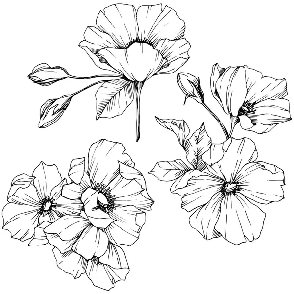 Vektör Rosa canina çiçek. Siyah ve beyaz mürekkep sanat kazınmış. İzole rosa canina illüstrasyon öğesi.