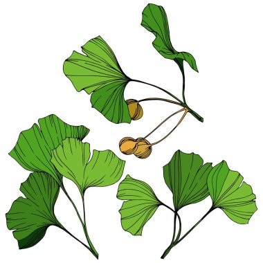 Vektör izole ginkgo illüstrasyon öğesi. Yeşil yaprak. Botanik Bahçe çiçek bitki örtüsü bitki. Yeşil oyulmuş mürekkep sanat.
