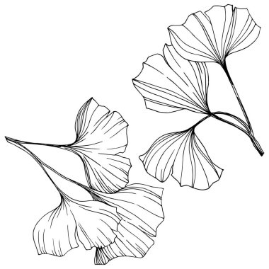 Vektör izole ginkgo illüstrasyon öğesi. Yaprak bitki botanik bahçesi yeşillik. Siyah ve beyaz mürekkep sanat kazınmış.