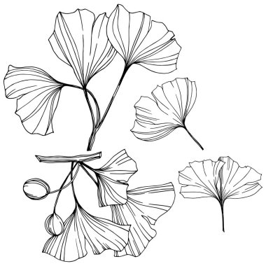 Vektör izole ginkgo illüstrasyon öğesi. Yaprak bitki botanik bahçesi yeşillik. Siyah ve beyaz mürekkep sanat kazınmış.