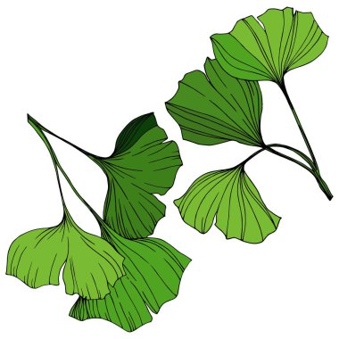 Vektör izole ginkgo illüstrasyon öğesi. Yeşil yaprak. Botanik Bahçe çiçek bitki örtüsü bitki. Yeşil oyulmuş mürekkep sanat.