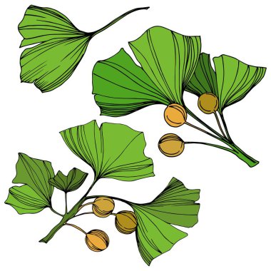 Vektör izole ginkgo illüstrasyon öğesi. Yeşil yaprak. Botanik Bahçe çiçek bitki örtüsü bitki. Yeşil oyulmuş mürekkep sanat.
