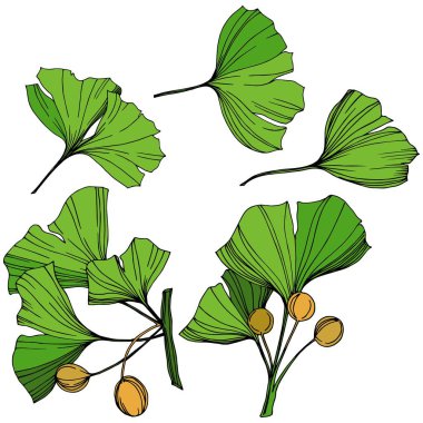 Vektör izole ginkgo illüstrasyon öğesi. Yeşil yaprak. Botanik Bahçe çiçek bitki örtüsü bitki. Yeşil oyulmuş mürekkep sanat.