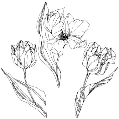 Vektör Tulip siyah ve beyaz mürekkep sanat kazınmış. Botanik çiçek. İzole lale illüstrasyon öğesi.