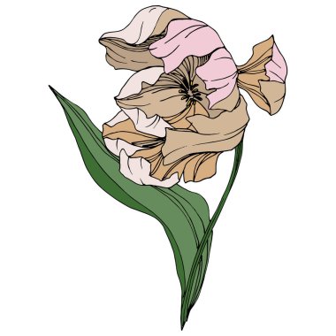 Vektör Tulip mürekkep sanat kazınmış. Botanik çiçek. Bahar yaprak kır çiçeği. İzole lale illüstrasyon öğesi.
