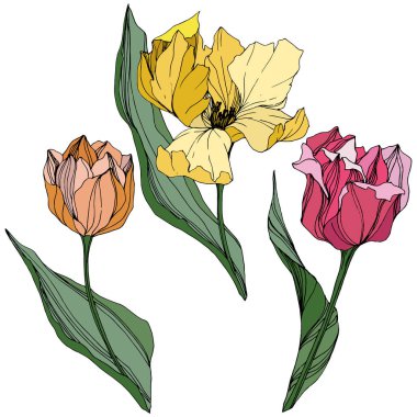 Vektör Tulip mürekkep sanat kazınmış. Botanik çiçek. Bahar yaprak kır çiçeği. İzole lale illüstrasyon öğesi.
