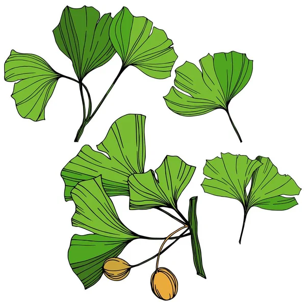 벡터 고립 된 은행나무 그림 요소입니다. 녹색 잎입니다. 식물원 꽃 경 엽 식물. 녹색 새겨진된 잉크 아트. — 스톡 벡터