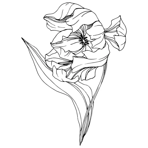 Vector Tulipán Tinta grabada en blanco y negro art. Flor botánica floral. Elemento de ilustración de tulipán aislado . — Archivo Imágenes Vectoriales