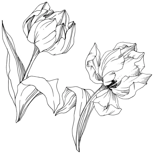 벡터 튤립 검정과 흰색 잉크 아트를 새겨져 있다. 꽃 식물 꽃입니다. 격리 된 튤립 그림 요소. — 스톡 벡터