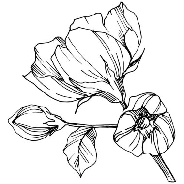 Vektör Rosa canina çiçek. Siyah ve beyaz mürekkep sanat kazınmış. İzole rosa canina illüstrasyon öğesi.
