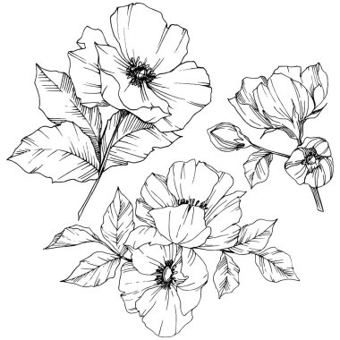 Vektör Rosa canina çiçek. Siyah ve beyaz mürekkep sanat kazınmış. İzole rosa canina illüstrasyon öğesi.