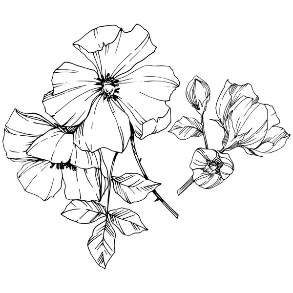 Flor de canina Vector Rosa. Tinta gravada a preto e branco. Isolado rosa canina ilustração elemento . —  Vetores de Stock