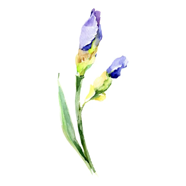 Iris bleu fleur botanique. Ensemble d'illustration de fond aquarelle. Aquarelle dessin mode aquarelle isolé . — Photo