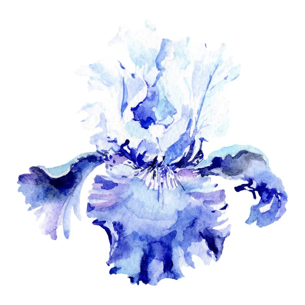 Iris bleu fleur botanique. Ensemble d'illustration de fond aquarelle. Aquarelle dessin mode aquarelle isolé . — Photo