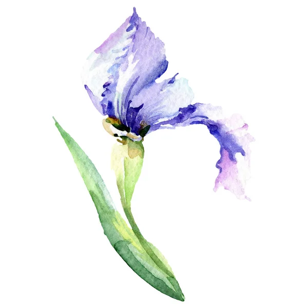 Iris bleu fleur botanique. Ensemble d'illustration de fond aquarelle. Aquarelle dessin mode aquarelle isolé . — Photo