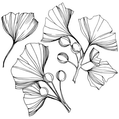 Vektör izole ginkgo illüstrasyon öğesi. Yaprak bitki botanik bahçesi yeşillik. Siyah ve beyaz mürekkep sanat kazınmış.