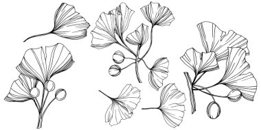 Vektör izole ginkgo illüstrasyon öğesi. Yaprak bitki botanik bahçesi yeşillik. Siyah ve beyaz mürekkep sanat kazınmış.