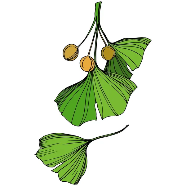 Vektorisoliertes Ginkgo-Illustrationselement. Grünes Blatt. pflanze botanischen garten blumenblätter. grüne gravierte Tinte Kunst. — Stockvektor