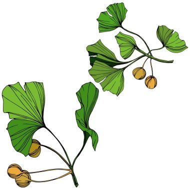Vektör izole ginkgo illüstrasyon öğesi. Yeşil yaprak. Botanik Bahçe çiçek bitki örtüsü bitki. Yeşil oyulmuş mürekkep sanat.