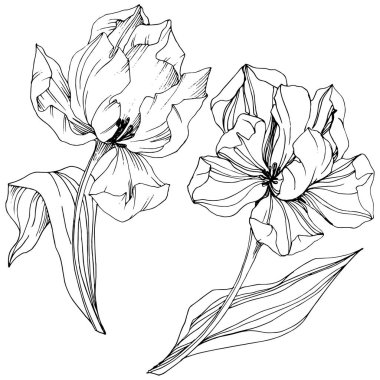 Vektör Tulip siyah ve beyaz mürekkep sanat kazınmış. Botanik çiçek. İzole lale illüstrasyon öğesi.