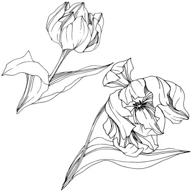 Vektör Tulip siyah ve beyaz mürekkep sanat kazınmış. Botanik çiçek. İzole lale illüstrasyon öğesi.