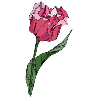 Vektör Tulip mürekkep sanat kazınmış. Botanik çiçek. Bahar yaprak kır çiçeği. İzole lale illüstrasyon öğesi.