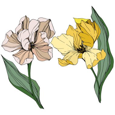 Vektör Tulip mürekkep sanat kazınmış. Botanik çiçek. Bahar yaprak kır çiçeği. İzole lale illüstrasyon öğesi.
