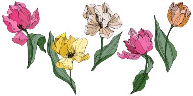 Vektör Tulip mürekkep sanat kazınmış. Botanik çiçek. Bahar yaprak kır çiçeği. İzole lale illüstrasyon öğesi.