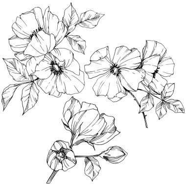 Vektör Rosa canina çiçek. Siyah ve beyaz mürekkep sanat kazınmış. İzole rosa canina illüstrasyon öğesi.